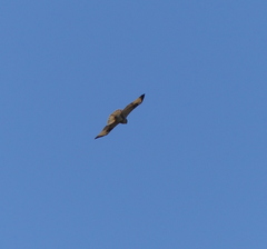 Buteo japonicus