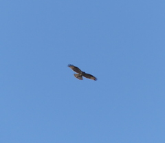 Buteo japonicus