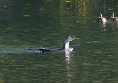 Phalacrocorax carbo