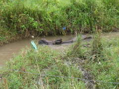 Rhinoceros unicornis