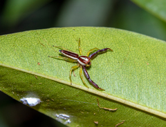 Epocilla