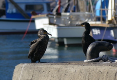 Phalacrocorax capillatus