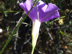 Ipomoea ternifolia leptotoma