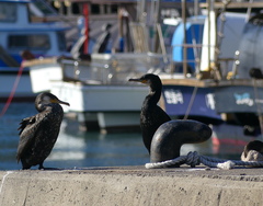 Phalacrocorax capillatus
