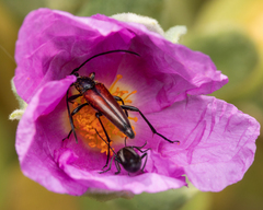 Stenurella bifasciata