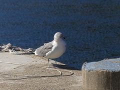 Larus crassirostris