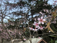 Prunus cerasoides