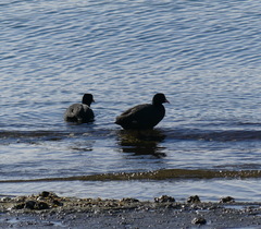 Fulica atra
