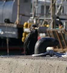 Phalacrocorax capillatus