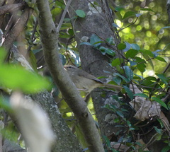 Horornis diphone