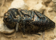 Capnodis tenebricosa