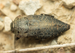 Capnodis tenebricosa