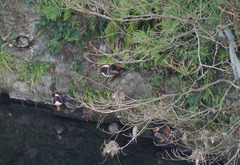 Aix galericulata