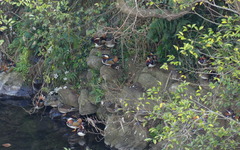 Aix galericulata