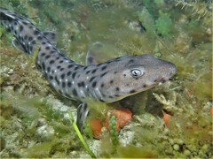 Aulohalaelurus labiosus