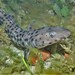 Black-spotted Catshark - Photo (c) J. Martin Crossley, some rights reserved (CC BY-NC-SA), uploaded by J. Martin Crossley