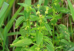 Mercurialis annua
