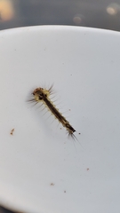 Culex pipiens