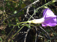 Ipomoea ternifolia leptotoma