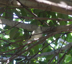 Horornis diphone