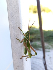 Staleochlora viridicata