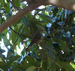 Horornis diphone