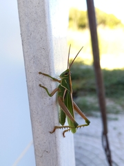 Staleochlora viridicata