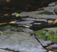 Motacilla cinerea