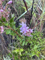 Bejaria