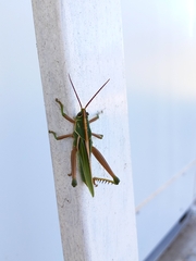 Staleochlora viridicata