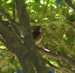 Tarsiger cyanurus
