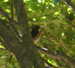 Tarsiger cyanurus