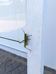 Staleochlora viridicata