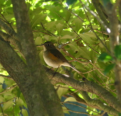 Tarsiger cyanurus
