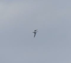 Larus argentatus vegae