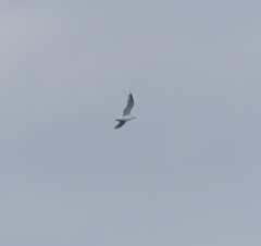 Larus argentatus vegae