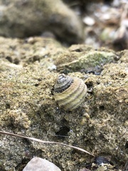 Austrocochlea constricta