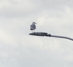Larus argentatus vegae