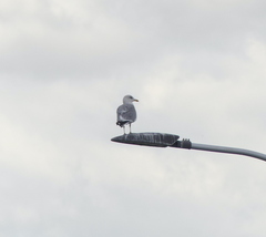 Larus argentatus vegae