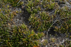 Oreobolus pectinatus