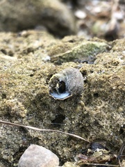 Austrocochlea constricta