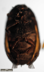 Dermestidae