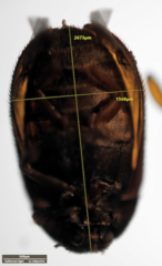 Dermestidae