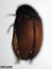 Dermestidae