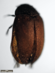 Dermestidae