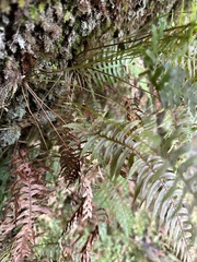 Plagiogyria falcata