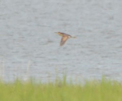 Ixobrychus eurhythmus