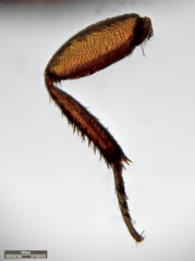 Dermestidae