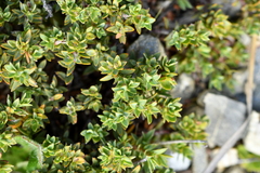 Pimelea oreophila