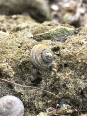 Austrocochlea constricta